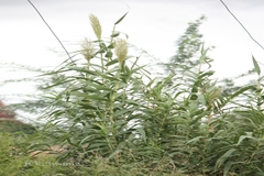 Arundo donax